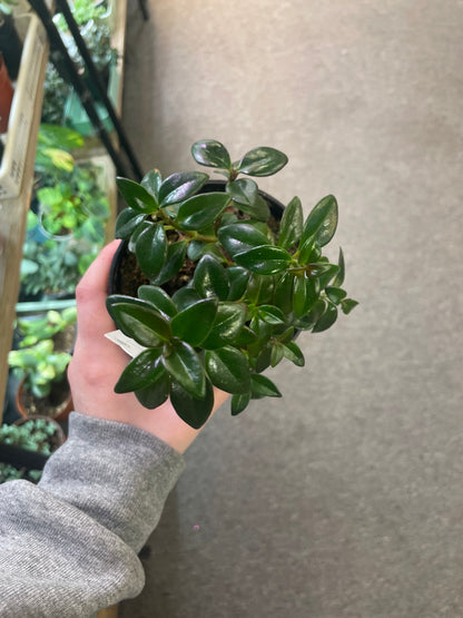Goldfish plant –  Heavenly Plants, Regina SK
