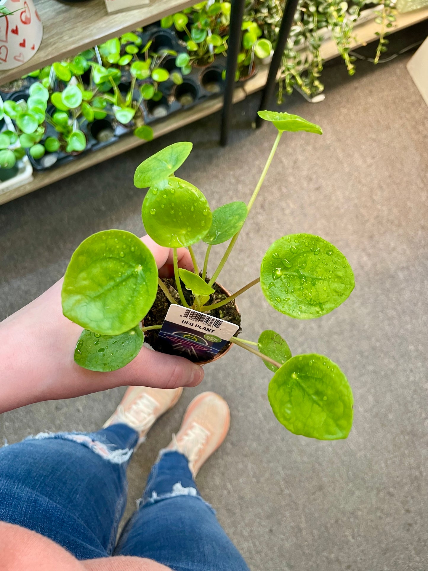 Chinese Money Plant