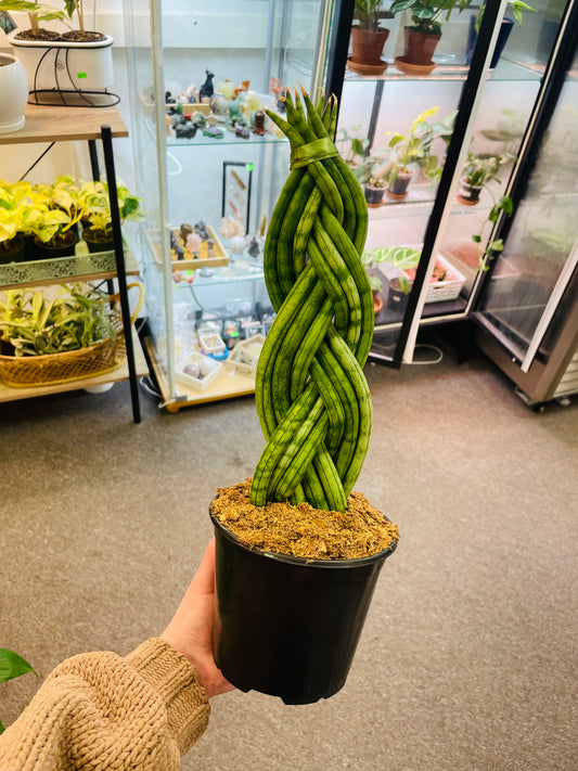 Sanseviera Braided 6”