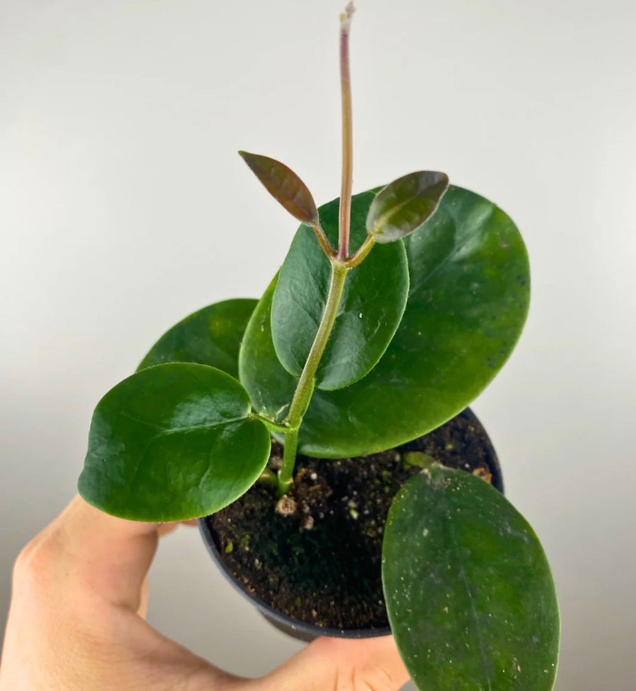 Hoya Obovata 4” –  Heavenly Plants, Regina SK