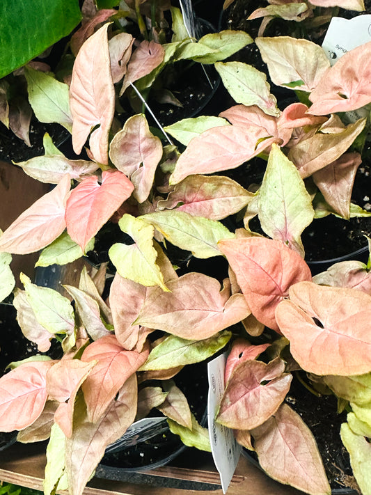 Syngonium Pink –  Heavenly Plants, Regina SK