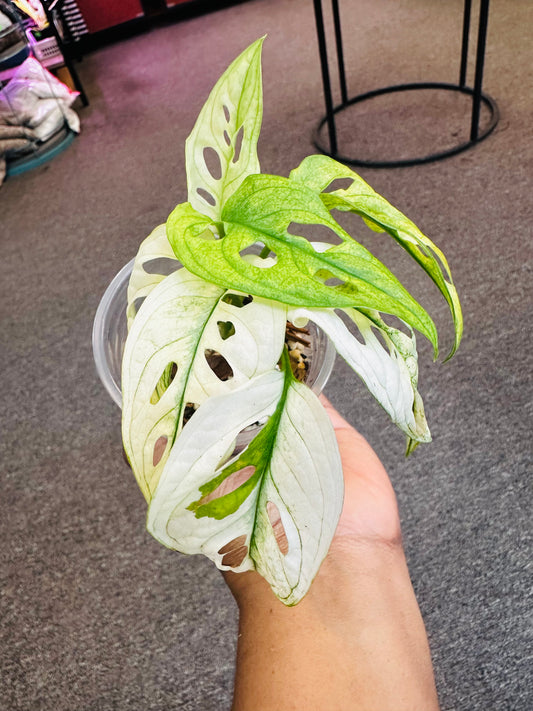 Monstera Adansonii Mint –  Heavenly Plants, Regina SK