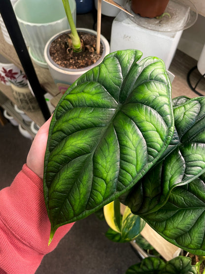 Alocasia Dragon Scale –  Heavenly Plants, Regina SK