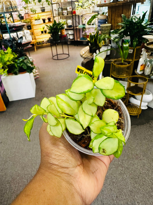 Hoya Heuschkeliana Variegated –  Heavenly Plants, Regina SK