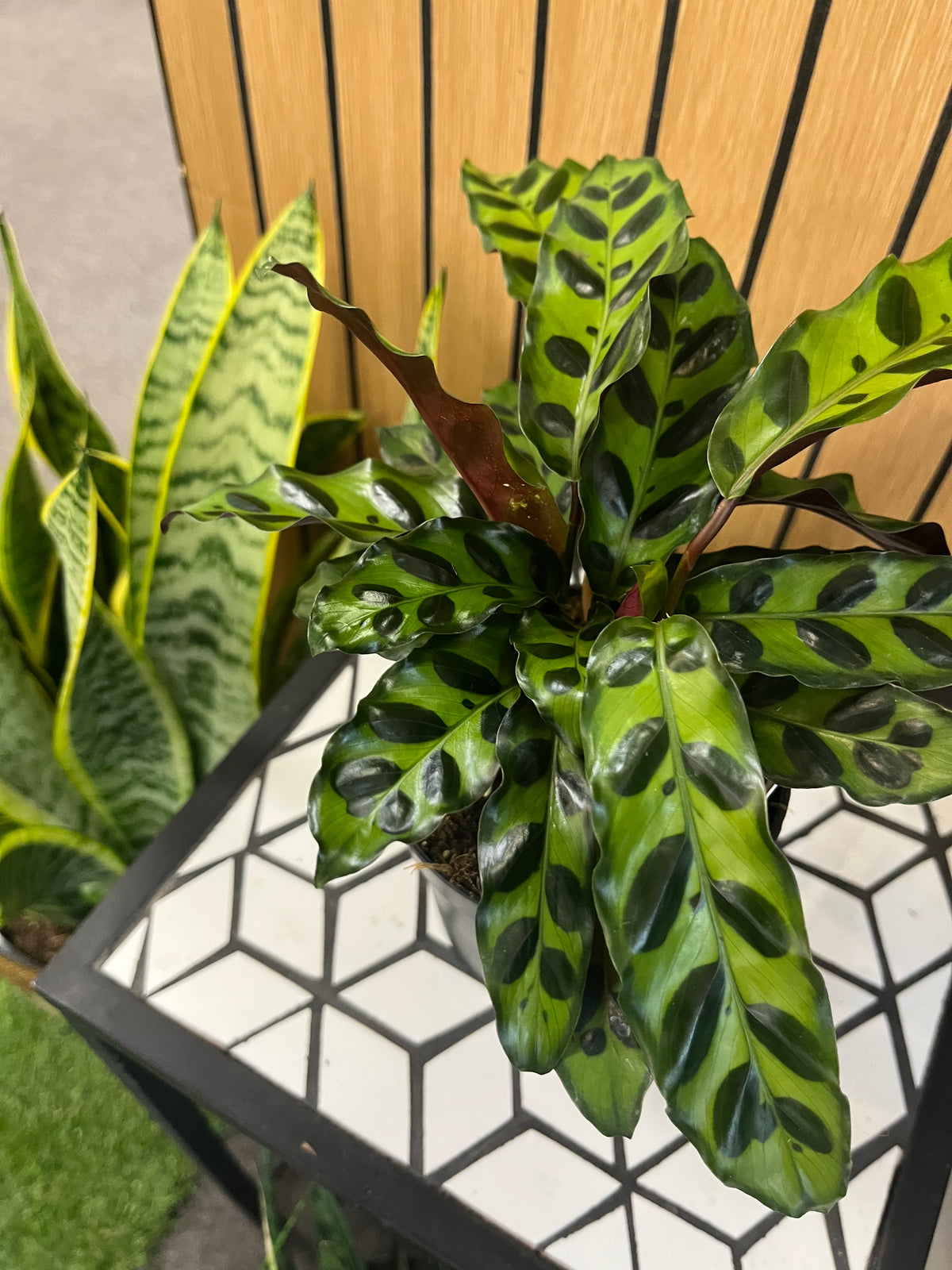 Calathea Rattlesnake –  Heavenly Plants, Regina SK