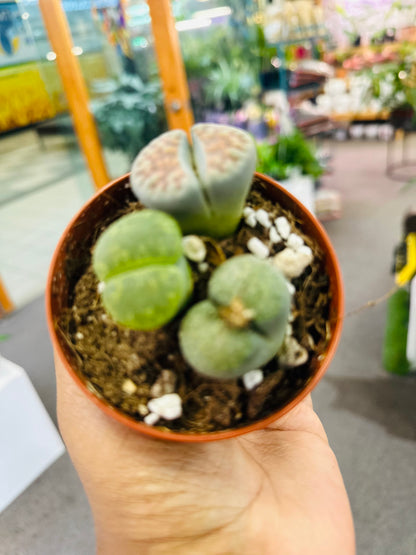 Living Stone –  Heavenly Plants, Regina SK