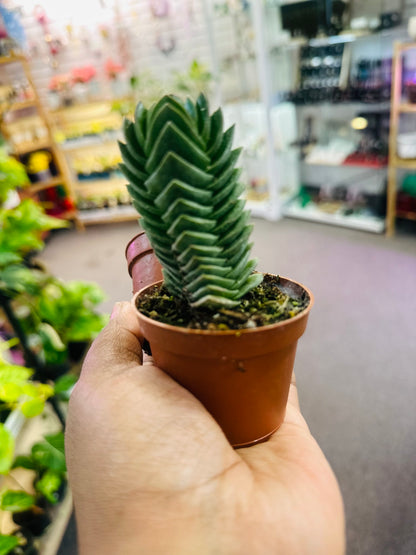 Buddha Temple Succulent  –  Heavenly Plants, Regina SK