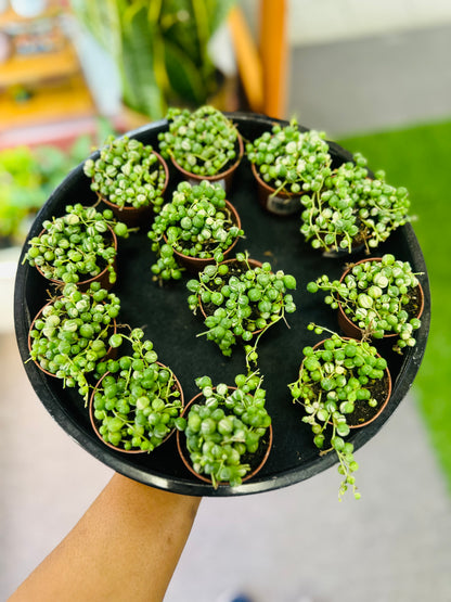 String if Marble –  Heavenly Plants, Regina SK