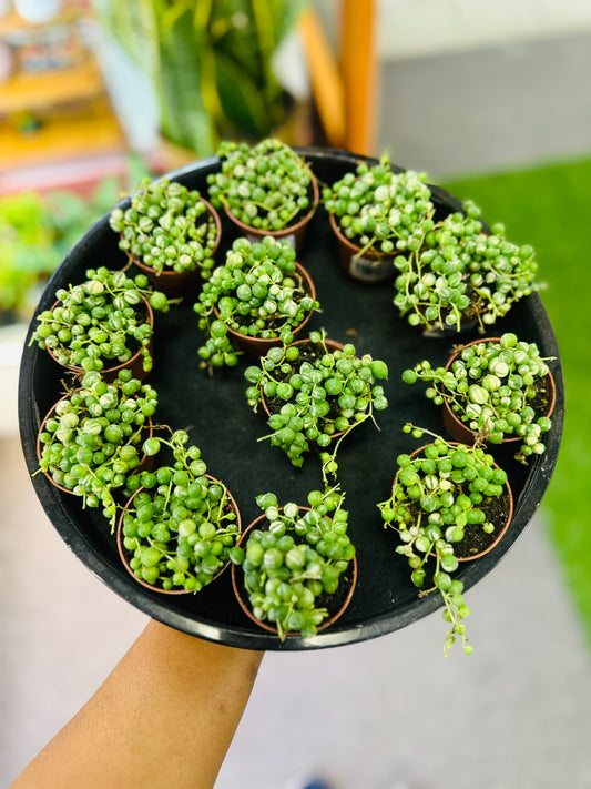String if Marble –  Heavenly Plants, Regina SK