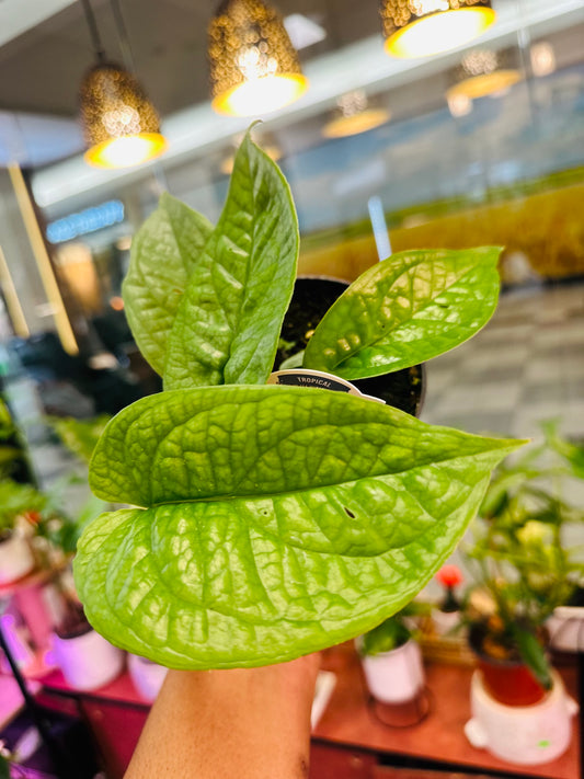 Monstera Spiderman –  Heavenly Plants, Regina SK
