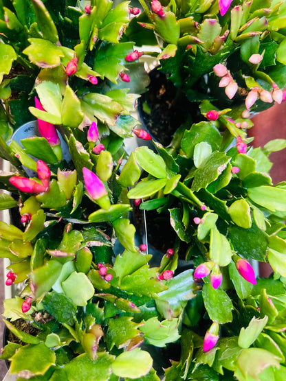 Zygo Cactus  –  Heavenly Plants, Regina SK