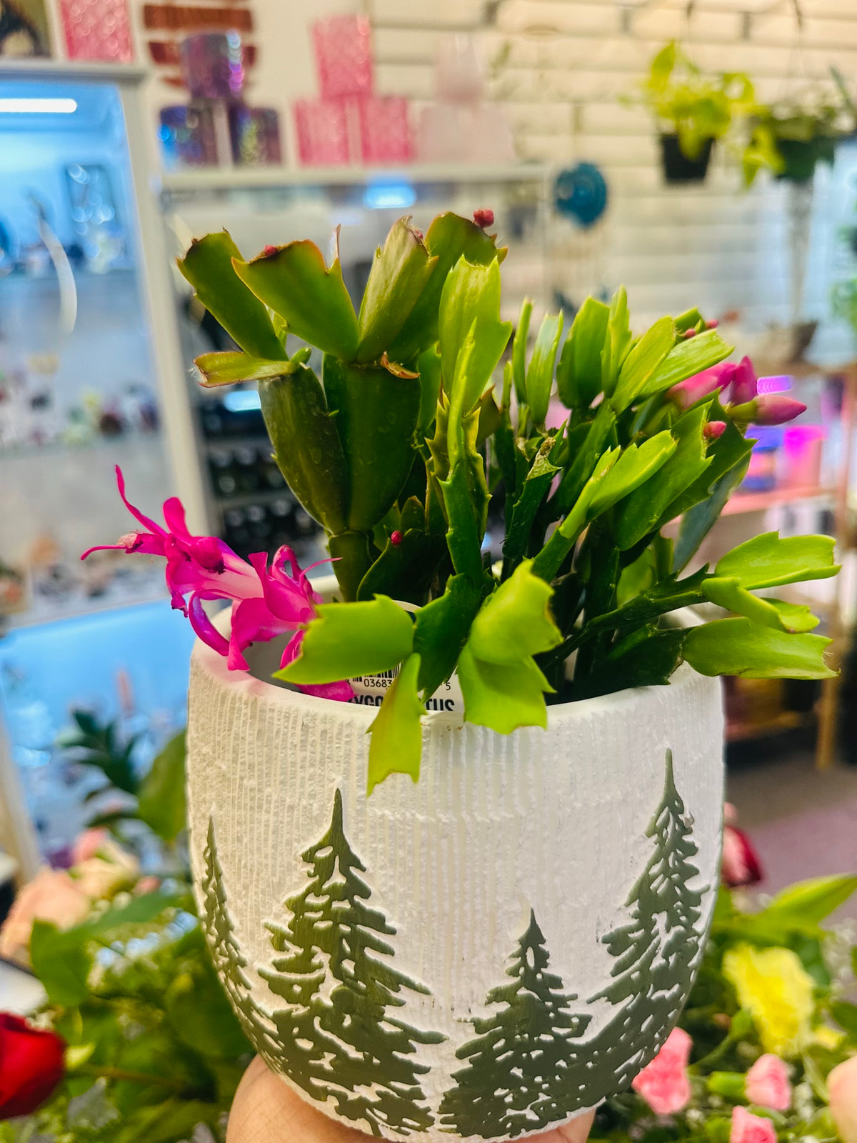 Zygo Cactus  –  Heavenly Plants, Regina SK