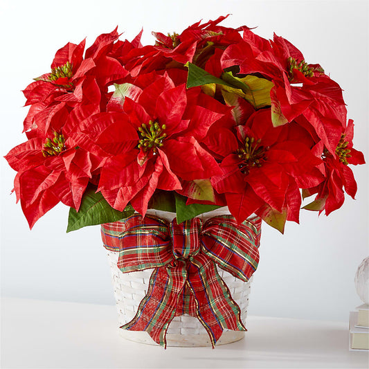 Poinsettia des plus joyeuses fêtes