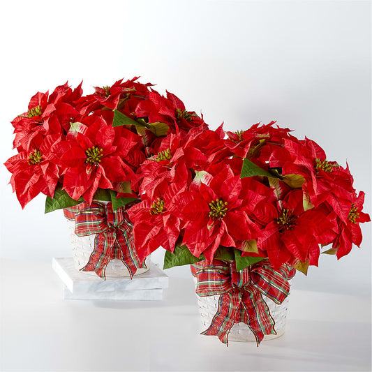 Coffret de poinsettias « Joyeuses Fêtes »
