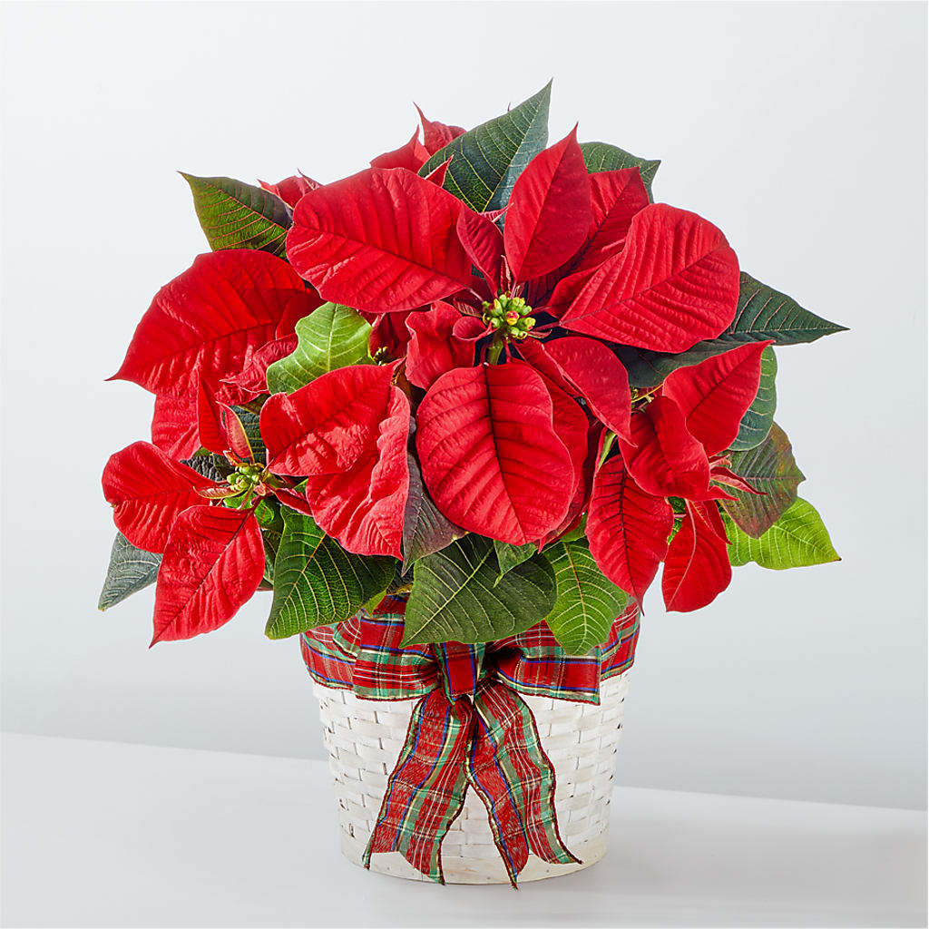 Las fiestas más felices Poinsettia