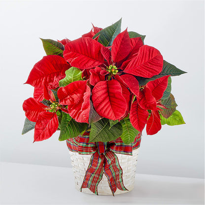 Las fiestas más felices Poinsettia