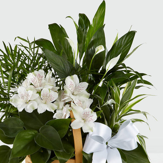 Peace & Serenity Dishgarden –  Heavenly Plants, Regina SK