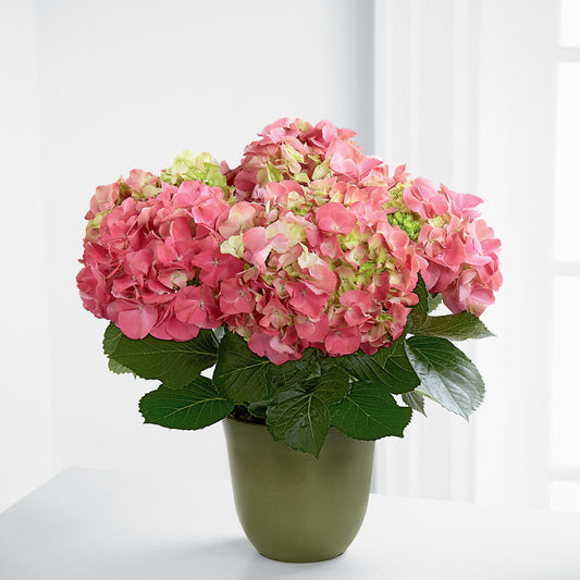 Pot de fleurs d'hortensia rose