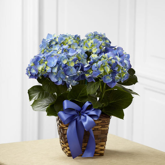 Pot de fleurs d'hortensia bleu