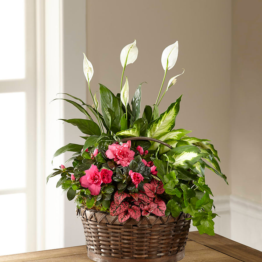 Dream in Pink Dishgarden –  Heavenly Plants, Regina SK
