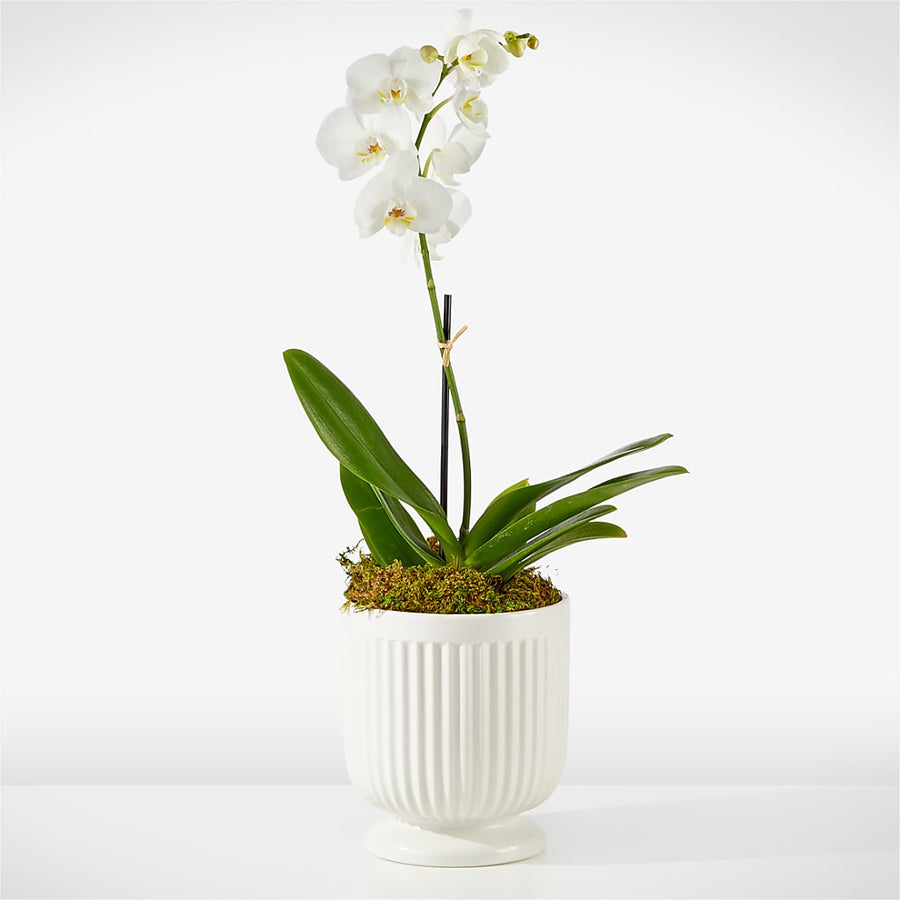 Whispering White Orchid –  Heavenly Plants, Regina SK