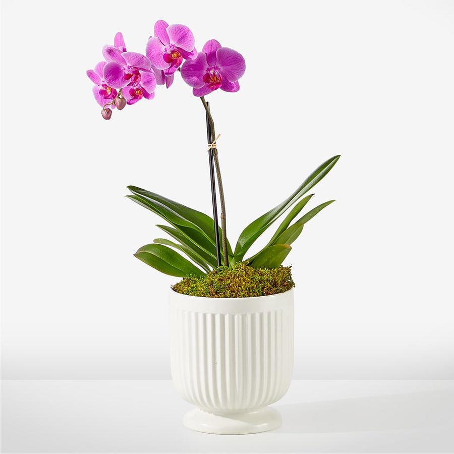 Friendly Fuchsia Orchid –  Heavenly Plants, Regina SK