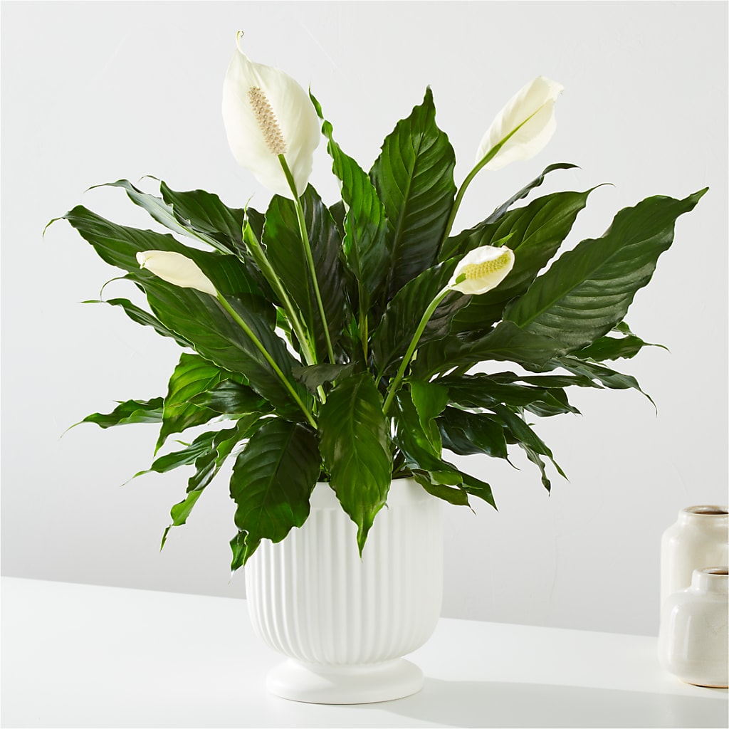 Comfort Planter –  Heavenly Plants, Regina SK