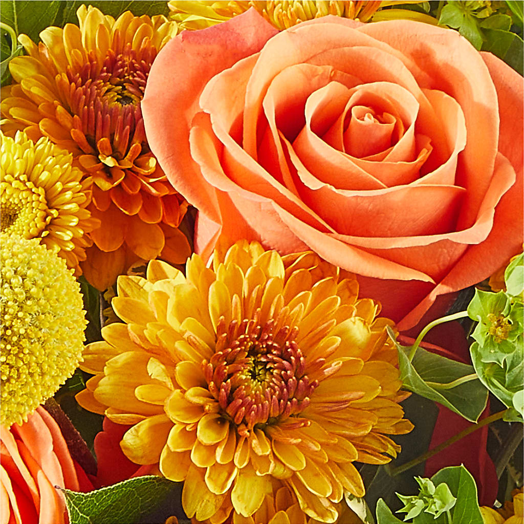 Gourdgeous Pumpkin –  Heavenly Plants, Regina SK