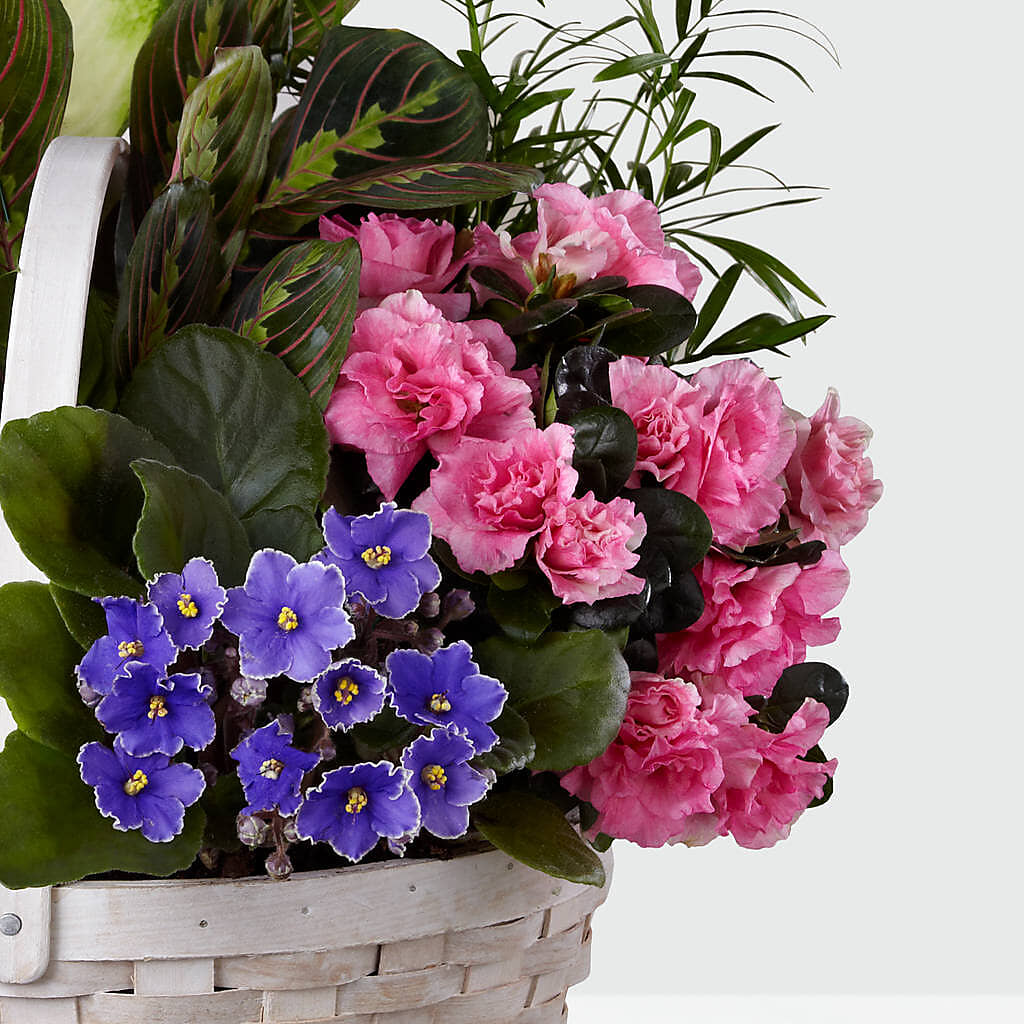 Peaceful Garden Planter –  Heavenly Plants, Regina SK