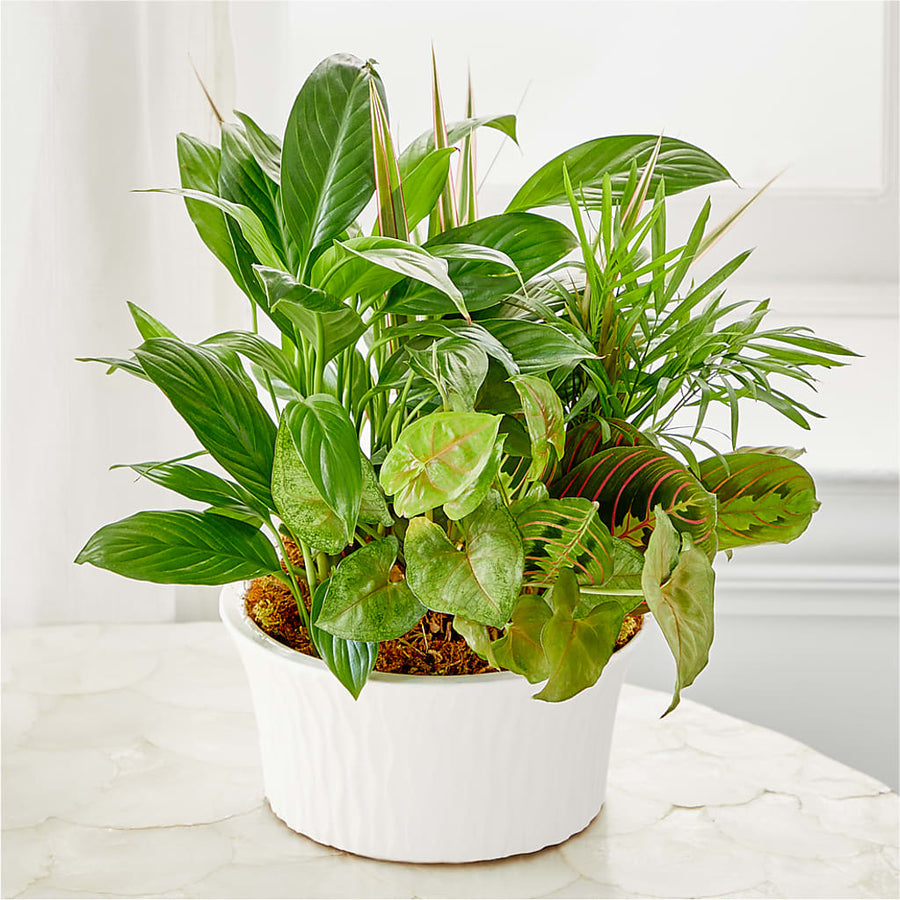Balance & Harmony Dishgarden –  Heavenly Plants, Regina SK