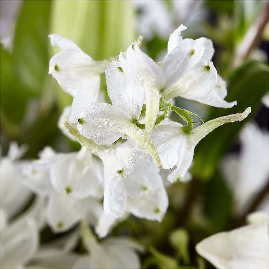 Classic Ivory – A Florist Original –  Heavenly Plants, Regina SK