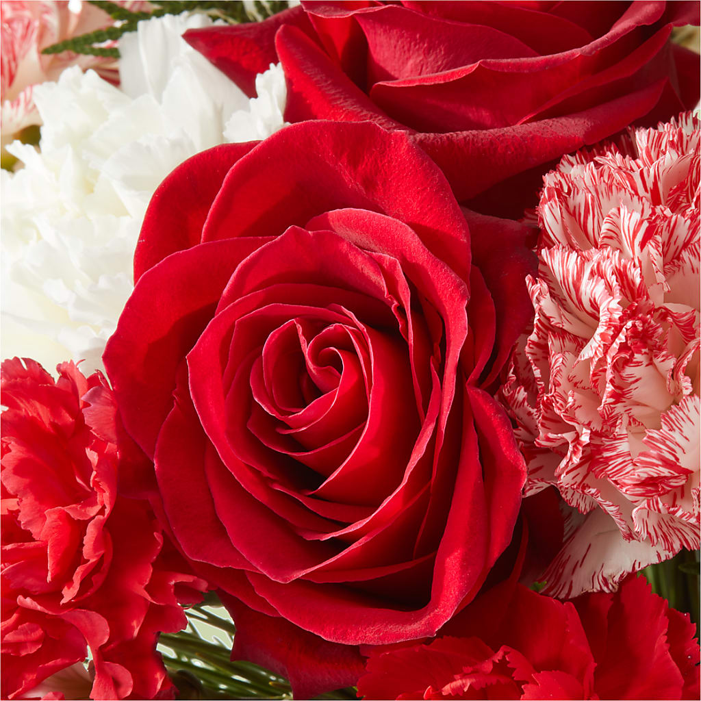 Candy Cane Lane Bouquet –  Heavenly Plants, Regina SK