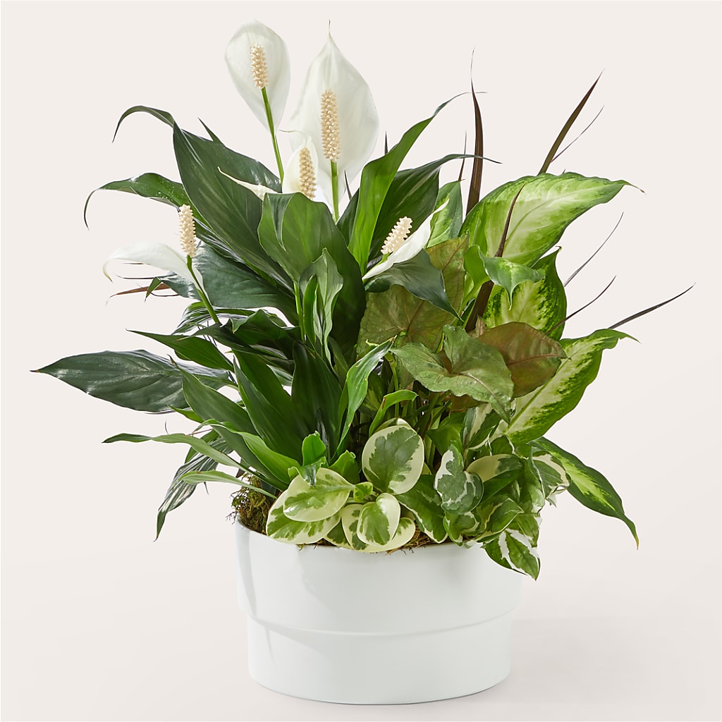 Jardin de la vaisselle rayonnant de positivité