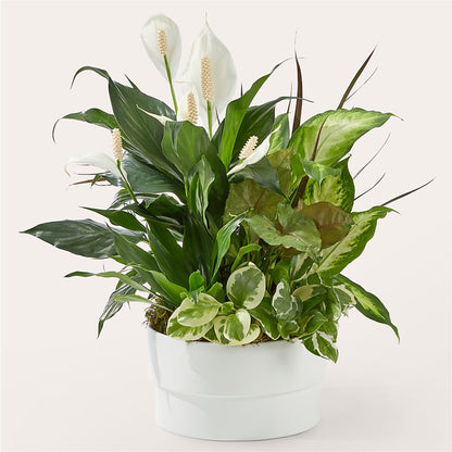 Jardin de la vaisselle rayonnant de positivité