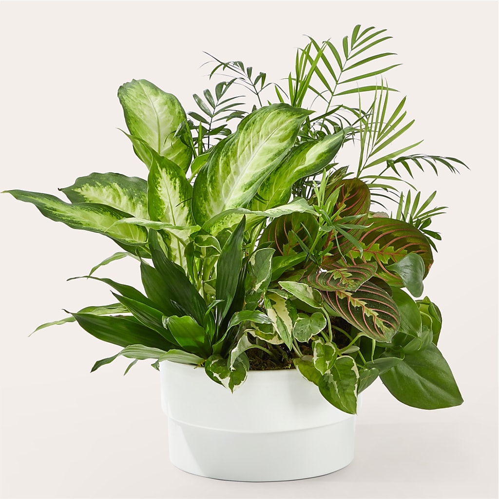 Jardin de la vaisselle rayonnant de positivité